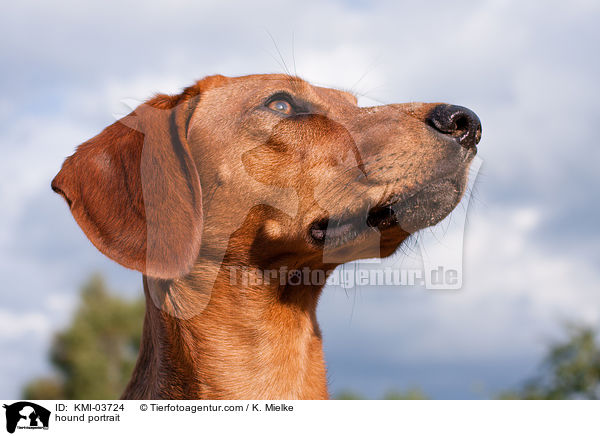 Tiroler Bracke Portrait / hound portrait / KMI-03724