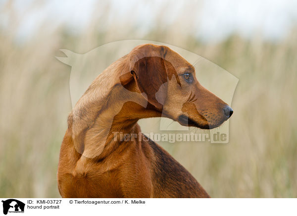 Tiroler Bracke Portrait / hound portrait / KMI-03727