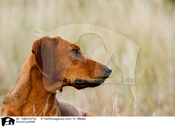 Tiroler Bracke Portrait / hound portrait / KMI-03732