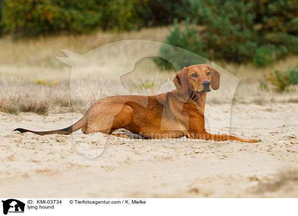 liegende Tiroler Bracke / lying hound / KMI-03734