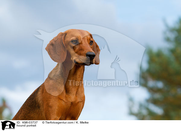 Tiroler Bracke Portrait / hound portrait / KMI-03737
