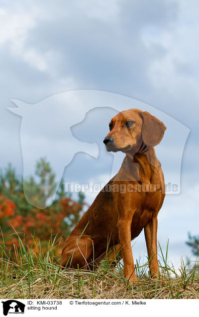 sitzende Tiroler Bracke / sitting hound / KMI-03738