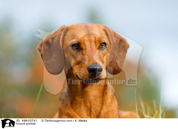 Tiroler Bracke Portrait / hound portrait / KMI-03741