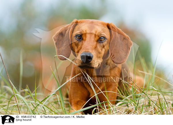 liegende Tiroler Bracke / lying hound / KMI-03742