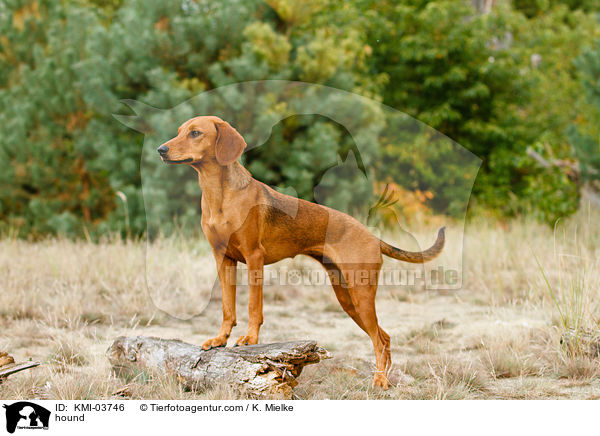 Tiroler Bracke / hound / KMI-03746