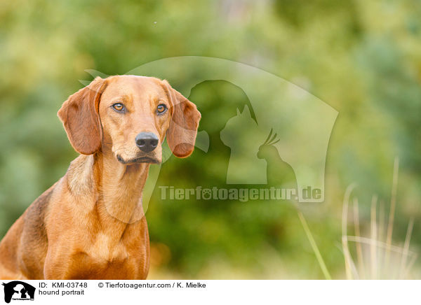Tiroler Bracke Portrait / hound portrait / KMI-03748