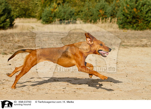 rennende Tiroler Bracke / running hound / KMI-03760