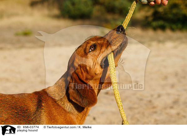 spielene Tiroler Bracke / playing hound / KMI-03774