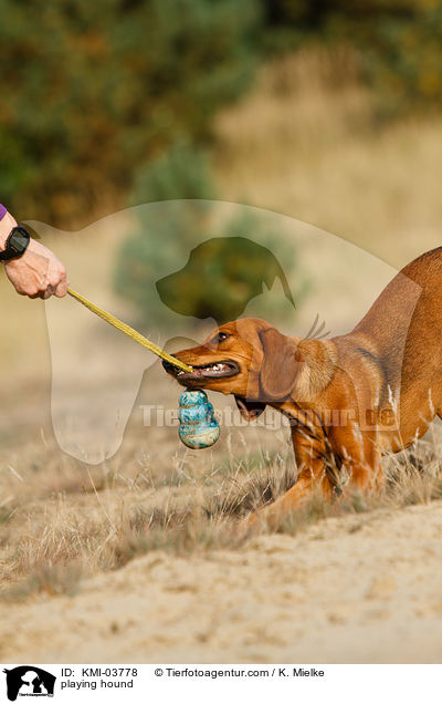 spielene Tiroler Bracke / playing hound / KMI-03778