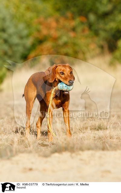 Tiroler Bracke / hound / KMI-03779