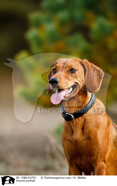 Tiroler Bracke Portrait / hound portrait / KMI-03781