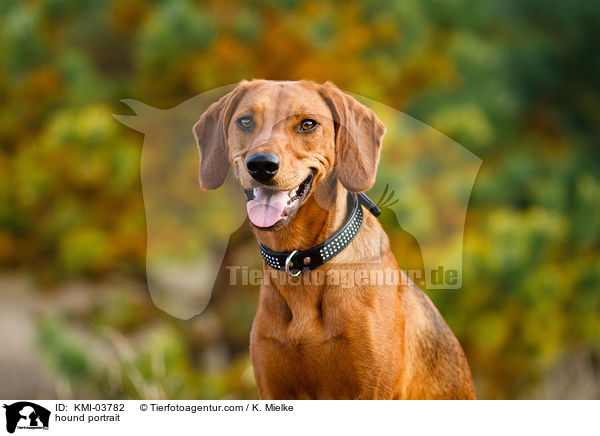 Tiroler Bracke Portrait / hound portrait / KMI-03782