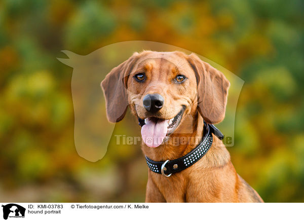 Tiroler Bracke Portrait / hound portrait / KMI-03783