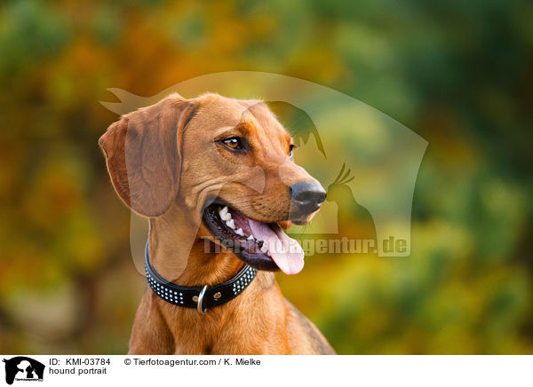 Tiroler Bracke Portrait / hound portrait / KMI-03784