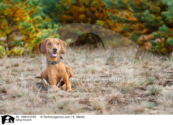 liegende Tiroler Bracke / lying hound / KMI-03785