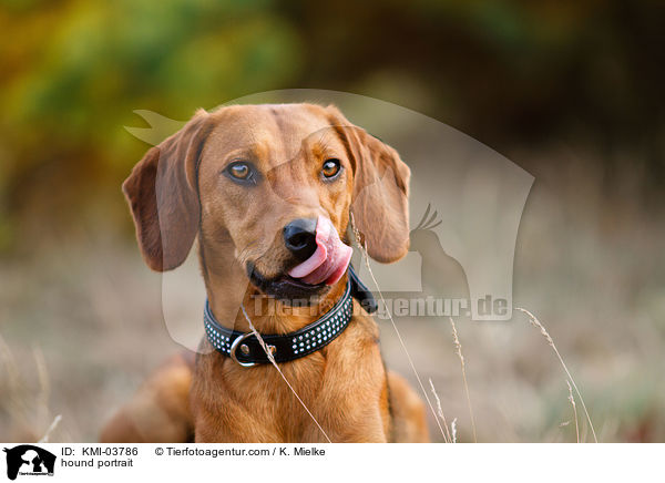 Tiroler Bracke Portrait / hound portrait / KMI-03786