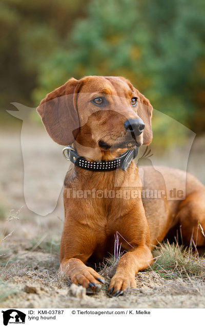 liegende Tiroler Bracke / lying hound / KMI-03787