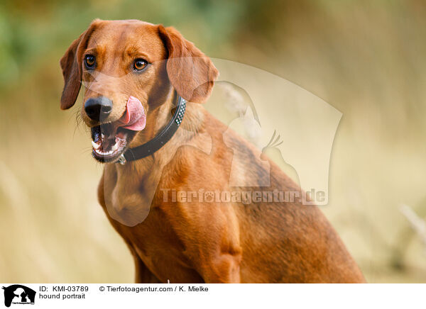 Tiroler Bracke Portrait / hound portrait / KMI-03789