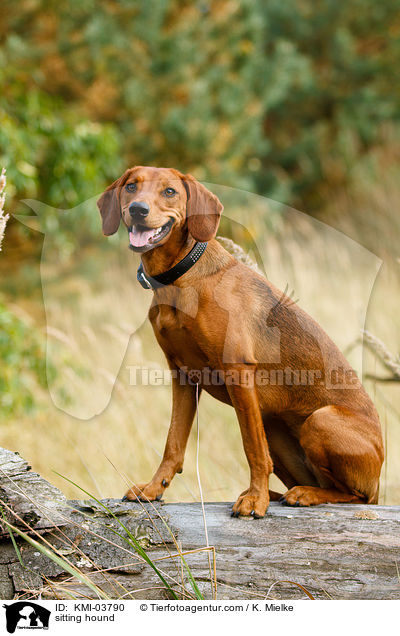 sitzende Tiroler Bracke / sitting hound / KMI-03790