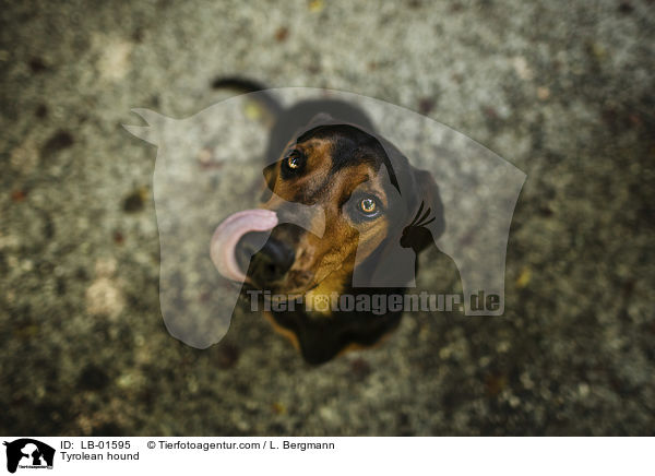 Tiroler Bracke / Tyrolean hound / LB-01595