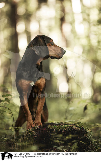 stehende Tiroler Bracke / standing Tyrolean hound / LB-01598