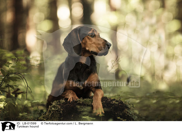 Tiroler Bracke / Tyrolean hound / LB-01599