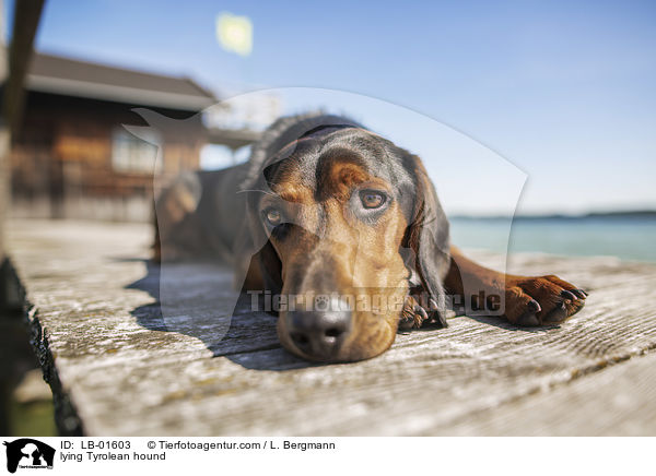 lying Tyrolean hound / LB-01603