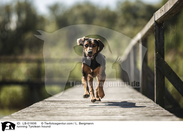 rennende Tiroler Bracke / running Tyrolean hound / LB-01606