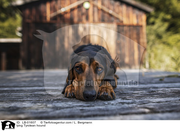 lying Tyrolean hound / LB-01607
