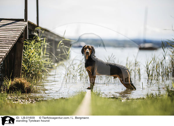 standing Tyrolean hound / LB-01609