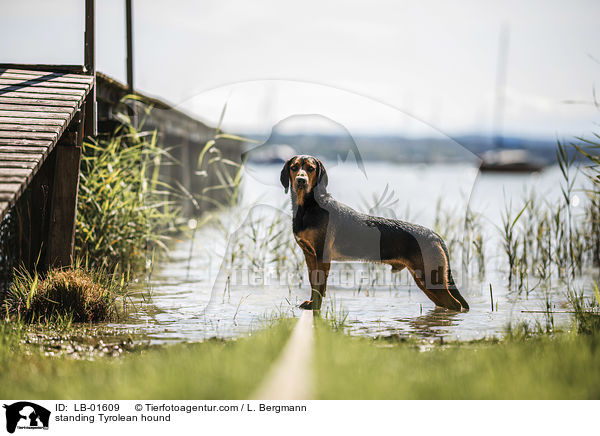 stehende Tiroler Bracke / standing Tyrolean hound / LB-01609