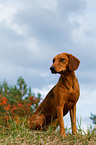 sitting hound