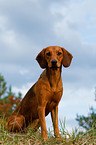 sitting hound