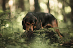 standing Tyrolean hound