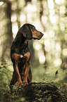 standing Tyrolean hound