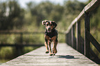 running Tyrolean hound