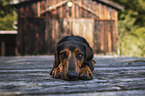 lying Tyrolean hound