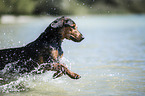 running Tyrolean hound