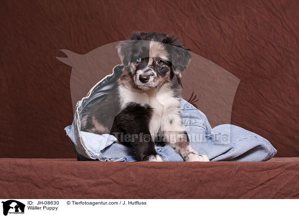 Wller Welpe / Wller Puppy / JH-08630