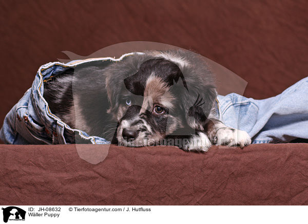 Wller Welpe / Wller Puppy / JH-08632