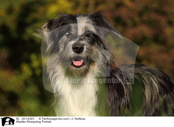Wller Portrait / Waeller Sheepdog Portrait / JH-10391