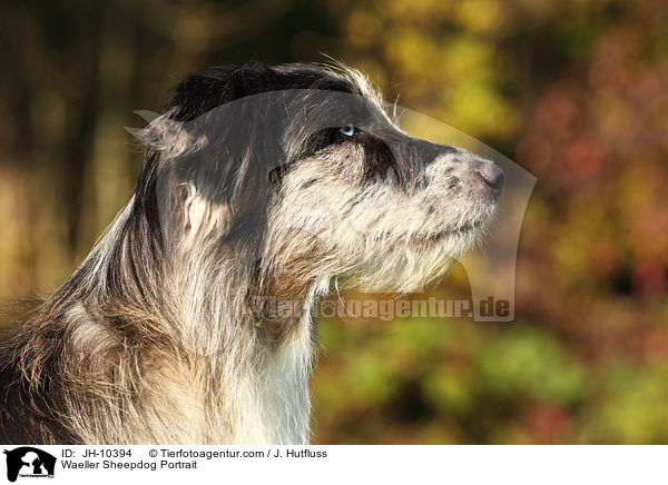 Wller Portrait / Waeller Sheepdog Portrait / JH-10394