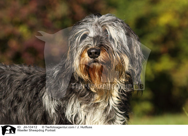 Wller Portrait / Waeller Sheepdog Portrait / JH-10412