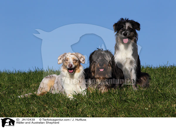 Wller und Australian Shepherd / Wller and Australian Shepherd / JH-10439