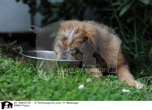 Wller Welpe / Wller Puppy / AM-03135