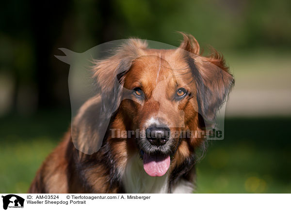 Wller Portrait / Waeller Sheepdog Portrait / AM-03524