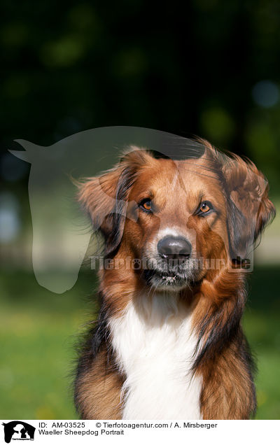 Wller Portrait / Waeller Sheepdog Portrait / AM-03525
