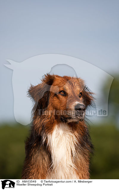 Wller Portrait / Waeller Sheepdog Portrait / AM-03549