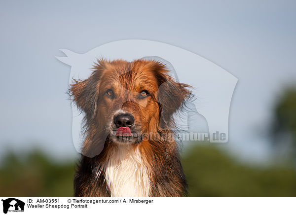 Wller Portrait / Waeller Sheepdog Portrait / AM-03551