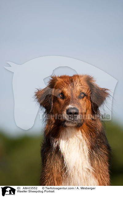 Wller Portrait / Waeller Sheepdog Portrait / AM-03552